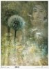  twarz kobiety, rośliny, mniszek* female face, plants, dandelion* Weibliches Gesicht, Pflanzen, Löwenzahn* rostro femenino, plantas, diente de león